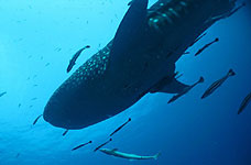 whaleshark koh tao