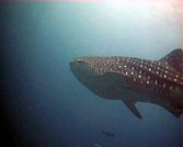 whaleshark koh tao