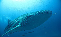 whaleshark koh tao