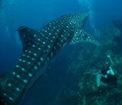 whaleshark koh tao