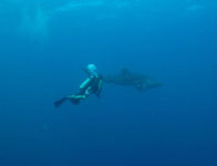 whaleshark koh tao