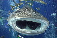 whalshark koh tao