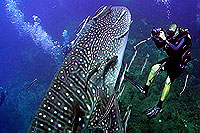 videographer with whaleshark