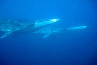 brydes whale southwest pinnacle thailand