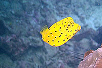 yellow boxfish