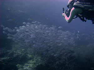 underwater videographer - nick prest