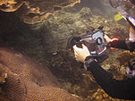 iona filming puffer fish