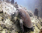 underwater video course