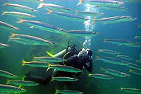 student filming barracuda