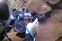 videographer filming moray eel
