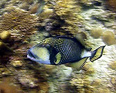 underwater video course