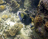 underwater video course