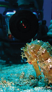 underwater video course